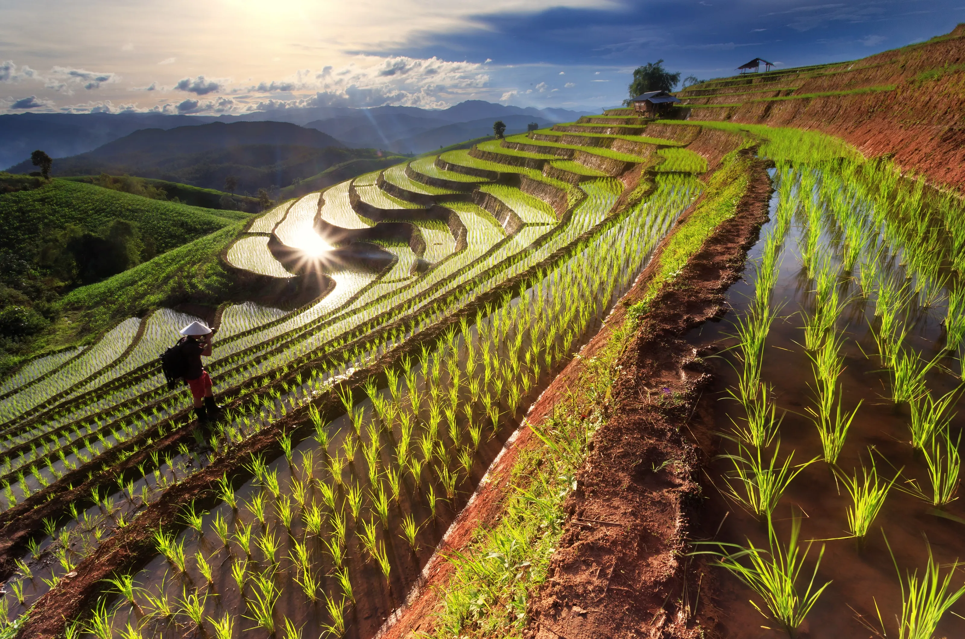 Rice fields on terraced at Chiang Mai, Thailand