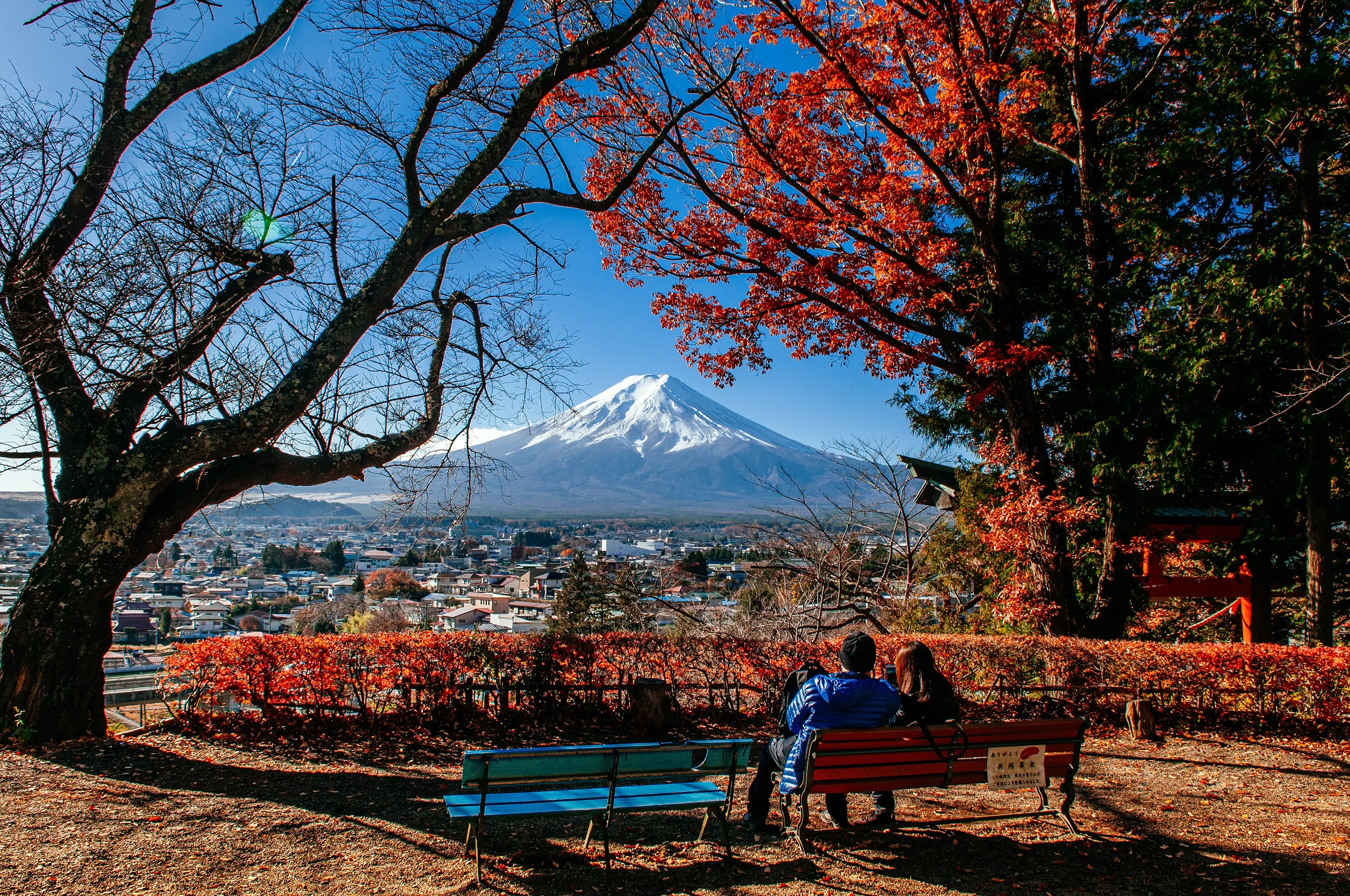 A couple sitting on a park bench under a brilliant red maple tree, admiring the iconic view of a snow-capped Mount Fuji in the distance.